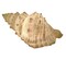 Giant Off-White Decorative Horned Conch Shell Accent Lamp 17 in.